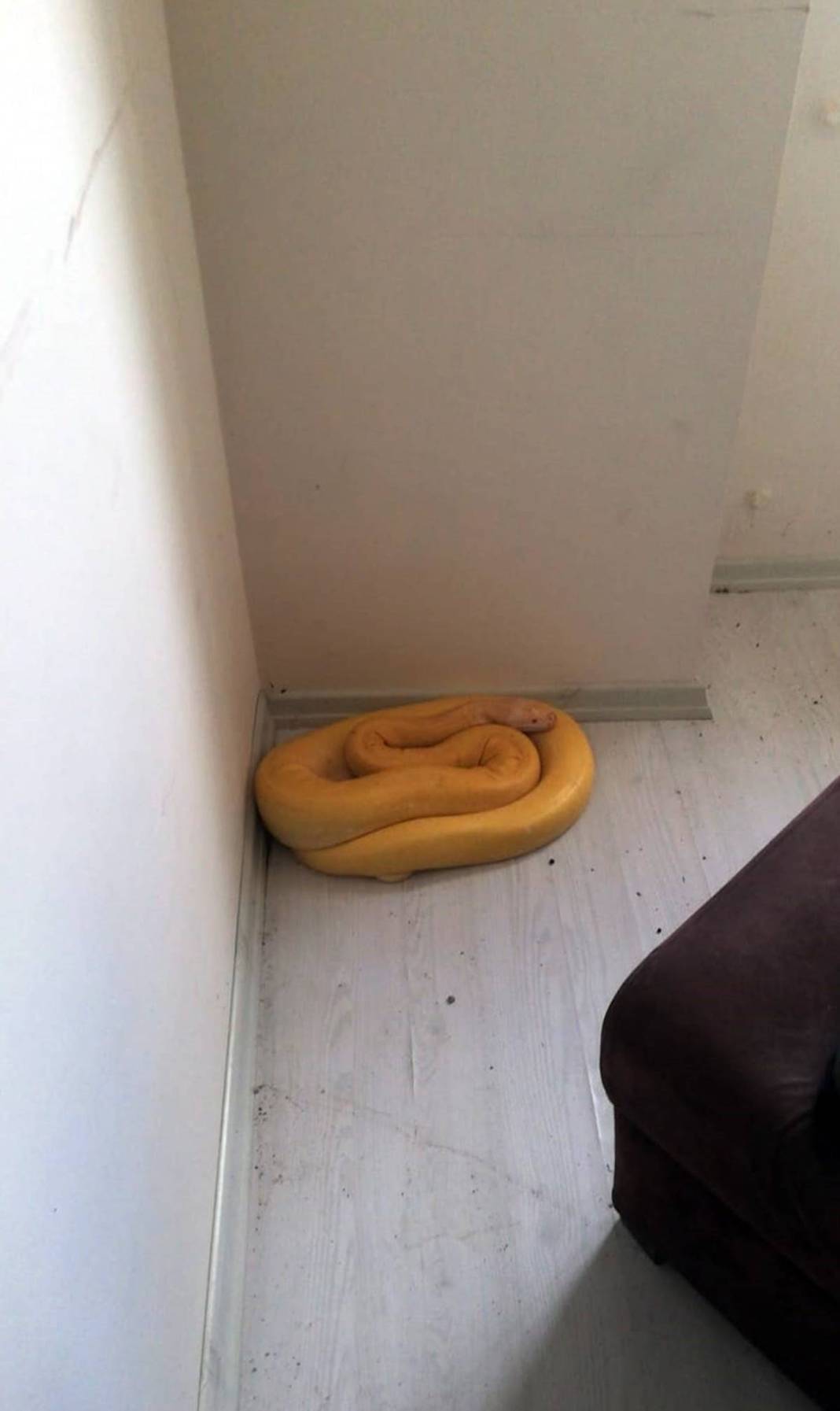 'Sanırım beni yeme hayali kuruyor' paylaşımı sonrası genç kadından şok haber! Eve giren yetkililer küçük dilini yuttu 1